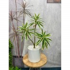 cây thuỷ trúc giả 3 nhánh